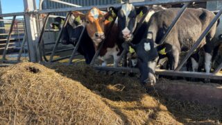 Achieving target weights for spring-calving heifers
