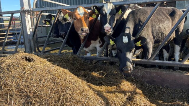 Achieving target weights for spring-calving heifers