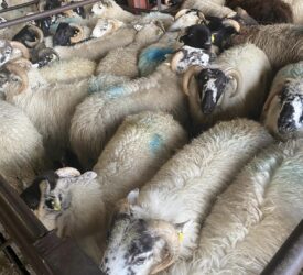 DAFM: 365,500 sheep entered Ireland from NI in 2024
