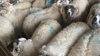 DAFM: 365,500 sheep entered Ireland from NI in 2024