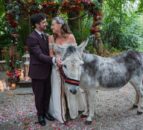 Meet Quincy, the donkey VIP wedding guest