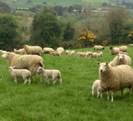 EU lamb imports surpass 99,000t – up 20% or 6,300t on last year