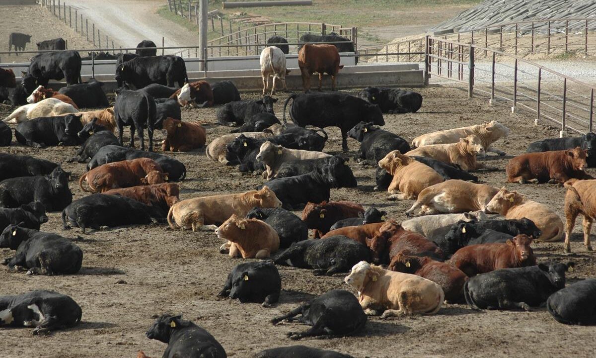 US beef prices up 30% as supplies to fall further in 2026