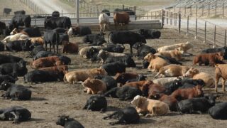 US beef prices up 30% as supplies to fall further in 2026