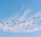 France raises risk level of bird flu to ‘high’