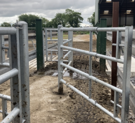 Dairy advice: Foot bath cows to protect against winter lameness