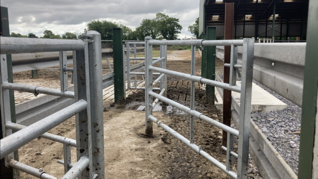 Dairy advice: Foot bath cows to protect against winter lameness