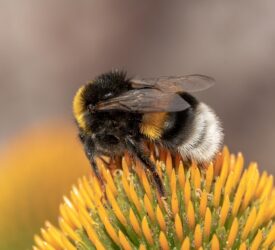 Study: Common Irish bumblebee differs genetically from British counterparts
