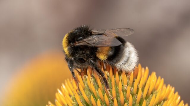 Study: Common Irish bumblebee differs genetically from British counterparts