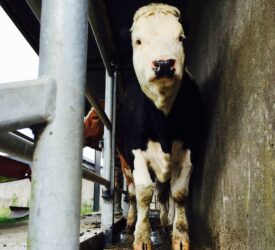 DAERA confirms brucellosis compensation rates for November