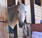 Equine owners transiting horses from GB to NI ‘saddled’ with extra costs – MP