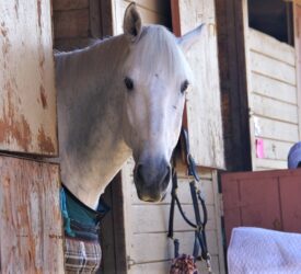 Equine owners transiting horses from GB to NI ‘saddled’ with extra costs – MP