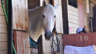 Equine owners transiting horses from GB to NI ‘saddled’ with extra costs – MP