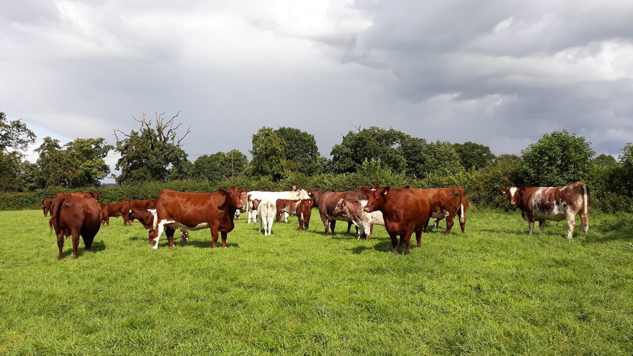 Winners of NI Beef Shorthorn awards celebrate in Cookstown