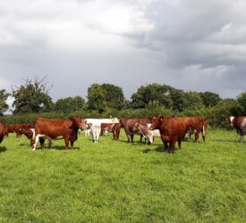Winners of NI Beef Shorthorn awards celebrate in Cookstown
