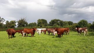 Winners of NI Beef Shorthorn awards celebrate in Cookstown
