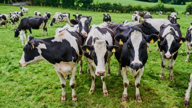 Dale Farm and Aurivo in discussions about potential future ‘trading relationship’