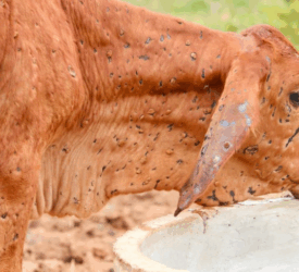 WOAH confirms 2 outbreaks of lumpy skin disease in Spain