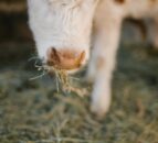 NI brucellosis compensation rates for October 2025 confirmed