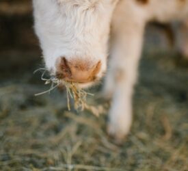 NI brucellosis compensation rates for October 2025 confirmed