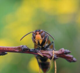 First Asian hornet sighting confirmed in Northern Ireland