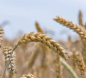 Family of genes that rule growth, grain development in wheat identified