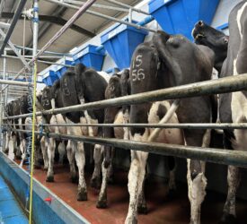 Dairy advice: Tail clipping needs to be carried out ahead of dry-off