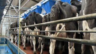 Dairy advice: Tail clipping needs to be carried out ahead of dry-off