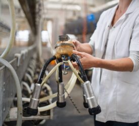 NI milk production sees ‘staggering growth’ – analyst