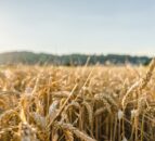 Tillage: Straw strength a key contributor to final crop yields