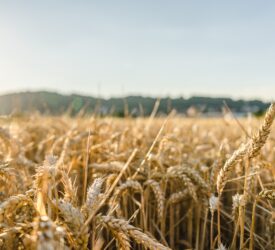 Tillage: Straw strength a key contributor to final crop yields