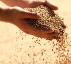Scotland reportedly awash with feed barley, with Ireland a key destination