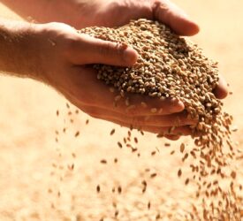 Scotland reportedly awash with feed barley, with Ireland a key destination