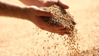 Scotland reportedly awash with feed barley, with Ireland a key destination