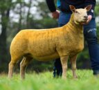 Springhill flock tops NI Charollais female sale for sixth time in 9 years