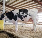 Autumn milk output reported to be on the rise in Northern Ireland    