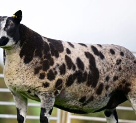 Dutch Spotted female record smashed at Derg flock dispersal sale