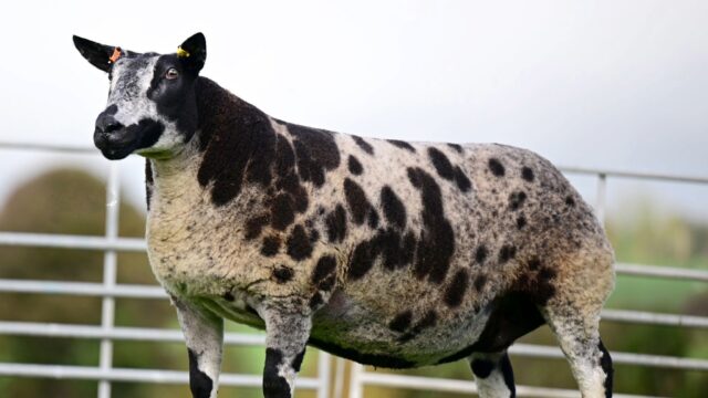Dutch Spotted female record smashed at Derg flock dispersal sale