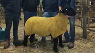 Suffolks sell to €3,000 twice at Western Stars Suffolk Sale