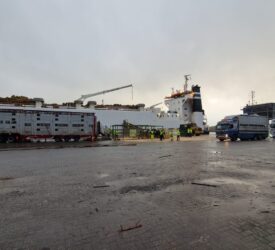 Watch: Shipping 1,600 cows from Waterford to Algeria