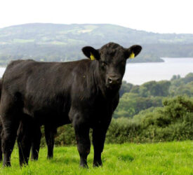 Finalists announced for 2026 ABP Angus Youth Challenge