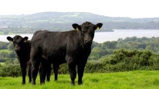 Finalists announced for 2026 ABP Angus Youth Challenge