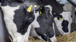 NI feed tech wins UK Dairy Carbon Network challenge