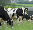 DAERA forecasts £56.3m bovine TB compensation spend in NI