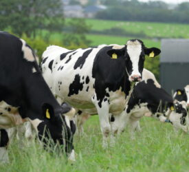 DAERA forecasts £56.3m bovine TB compensation spend in NI