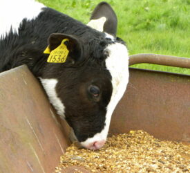 Dairy farmers see Spanish straw as ‘highly suited’ to calf diets – expert