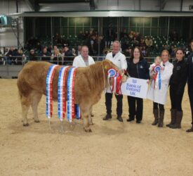 Outstanding Charolais heifer wins RUAS Commercial Beef Championship