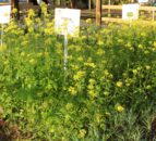 How good are cover crops at recycling soil nutrients?