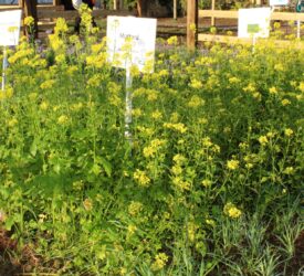 How good are cover crops at recycling soil nutrients?