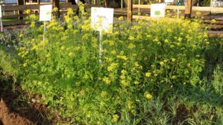 How good are cover crops at recycling soil nutrients?